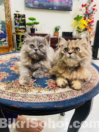 Persian cat